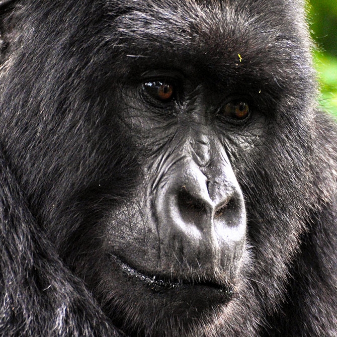 Gorilla Trekking, Wild Gorilla Safaris