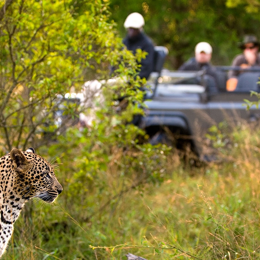 South Africa Kruger safari - Lion Sands Ivory Lodge safari