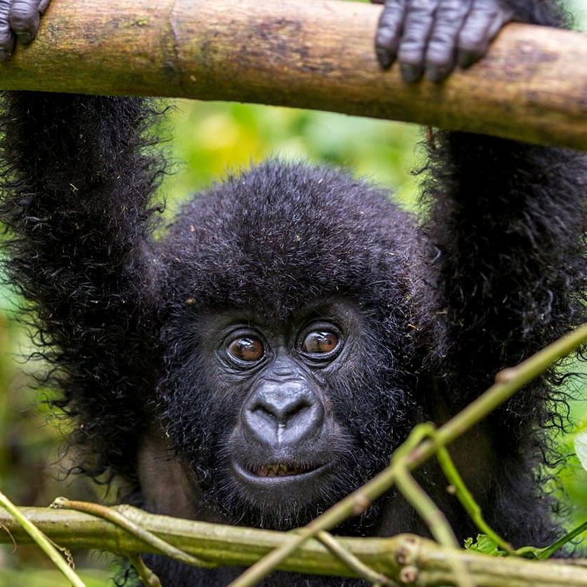 Baby Gorilla in Bwindi Impenetrable Forest - Ugandan Adventure: Gorilla Safari Tour