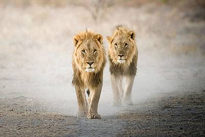 package tours for namibia africa