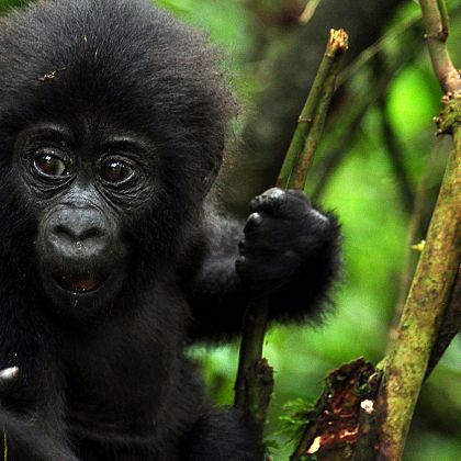 Blue Monkey — Destination Uganda Travelers