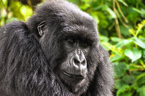 Uganda Gorilla Trekking, Gorilla Safari Tours