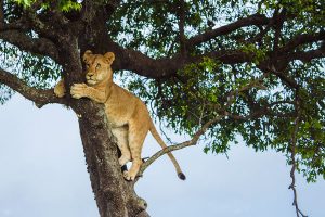 Classic Kenya Luxury Safari Package - Big 5 Wildlife Safari - Lion in Tree