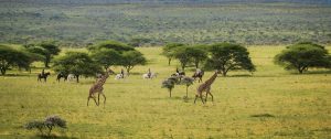 Classic Kenya Luxury Safari Package - Big 5 Wildlife Safari in Kenya