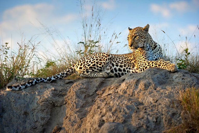 10 Best South Africa Safari Tours: Our Top Luxury Packages