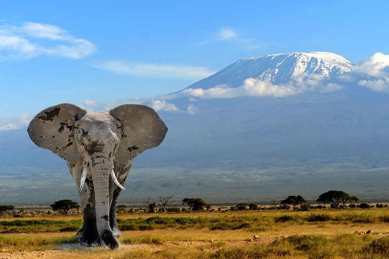 Stock - Elephant In Front Of Mt Kilimanjaro - Amboseli National Park ...