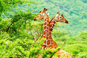 Africa Endeavours - Best Africa Travel Agents